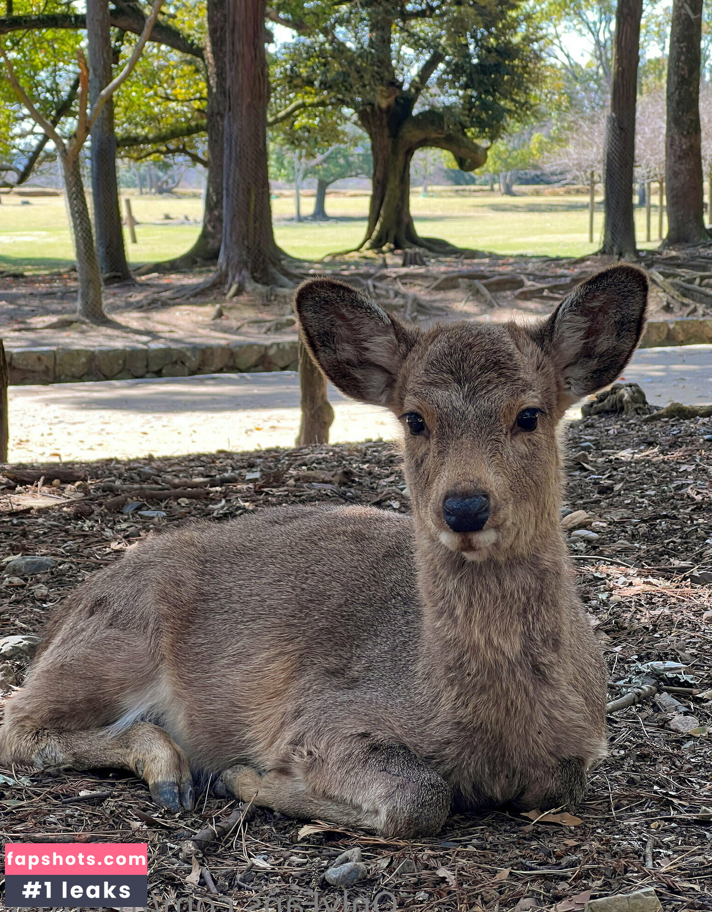 freefrost gallery photo #104