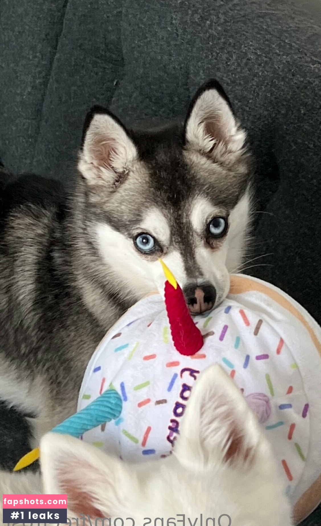 freefrost gallery photo #72