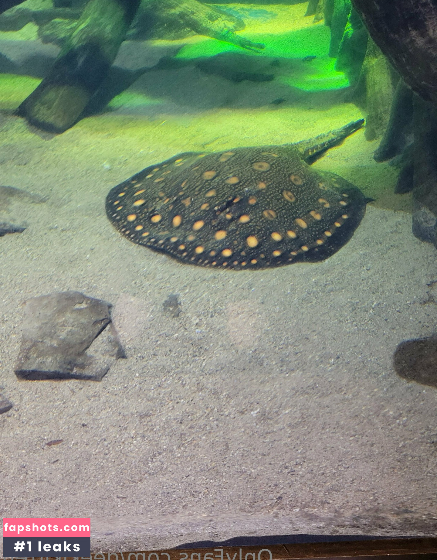 geekikitten gallery photo #21