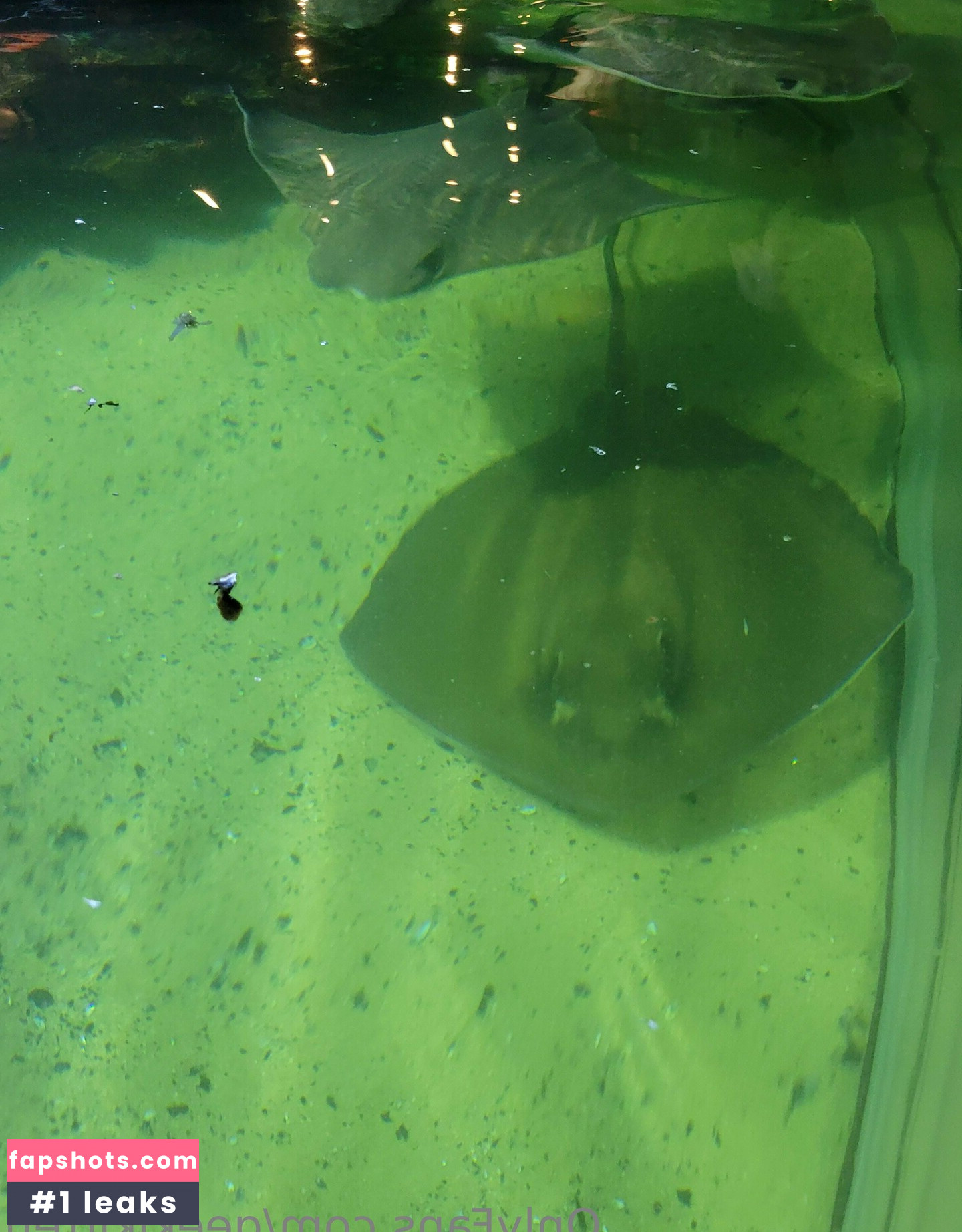 geekikitten gallery photo #28