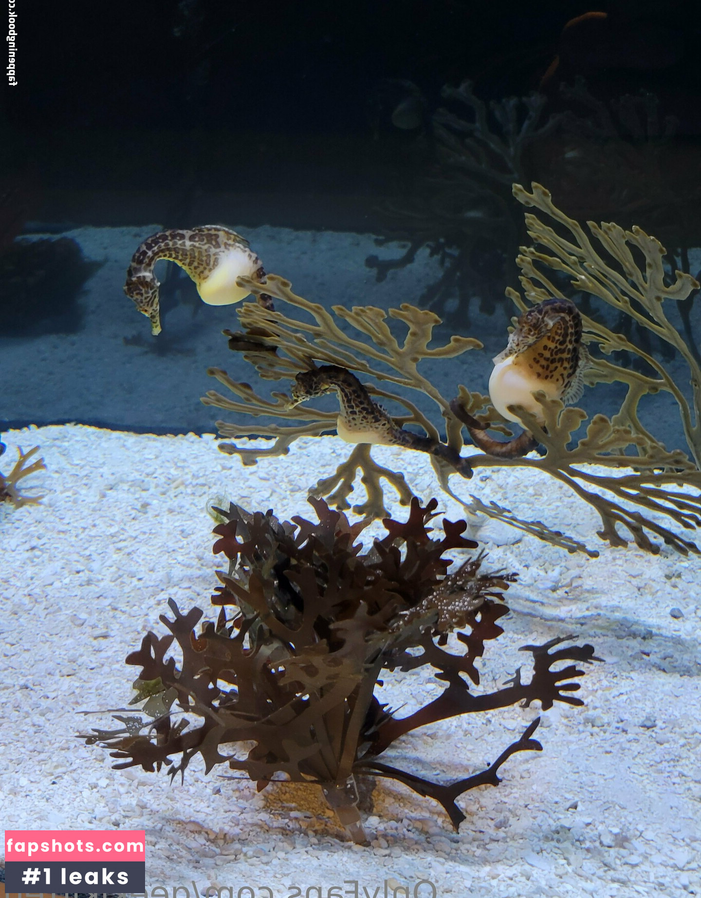 geekikitten gallery photo #31