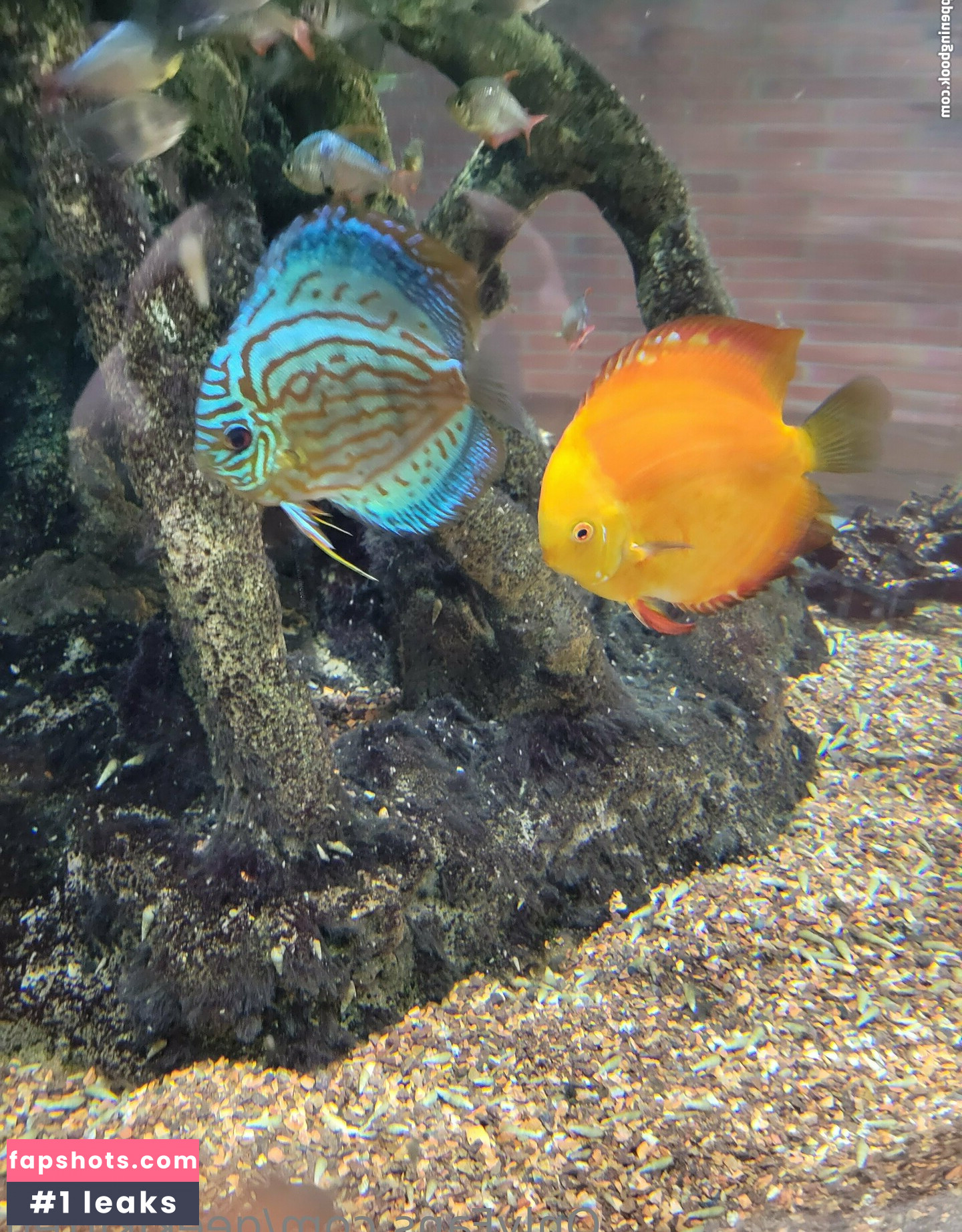 geekikitten gallery photo #33