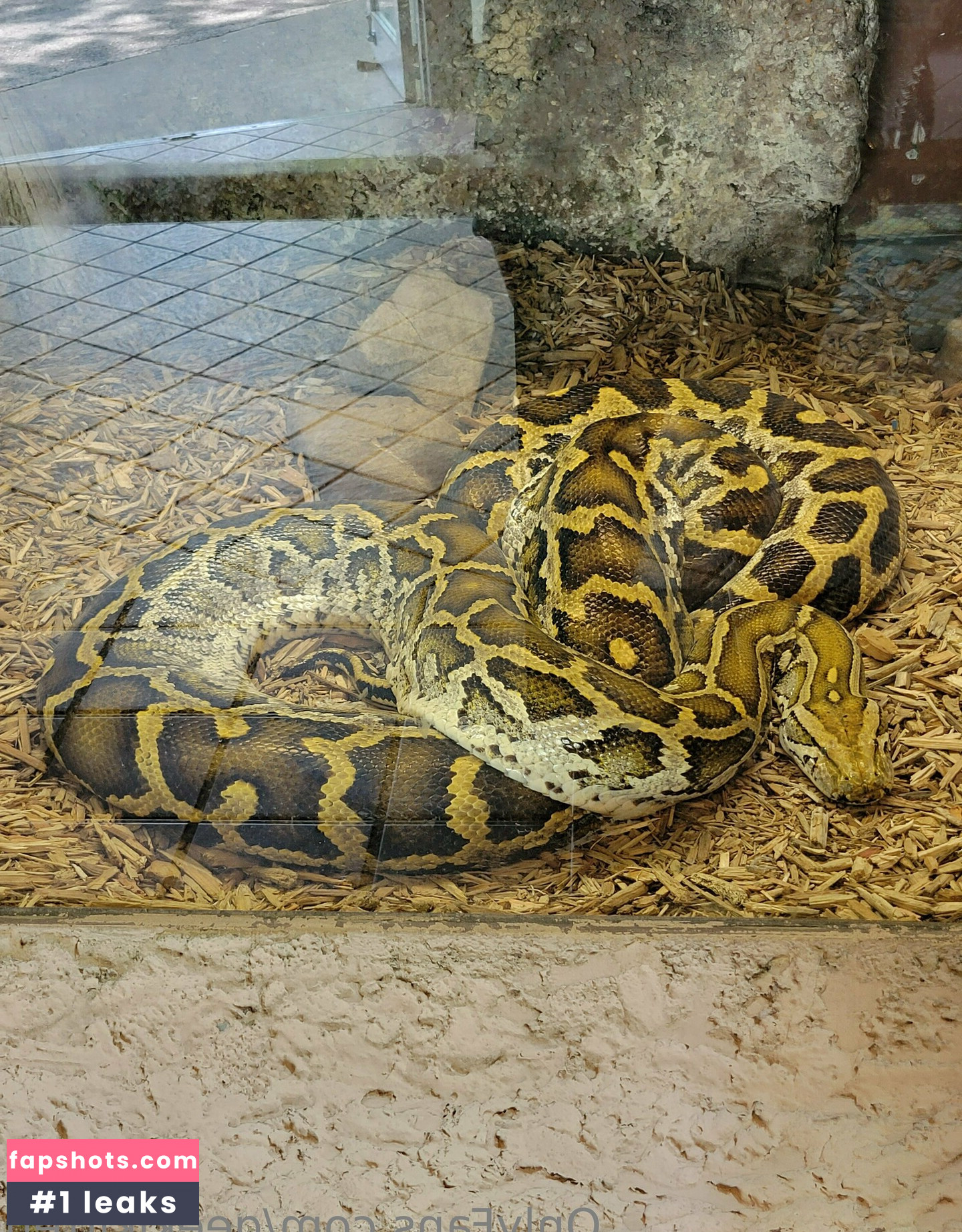 geekikitten gallery photo #43