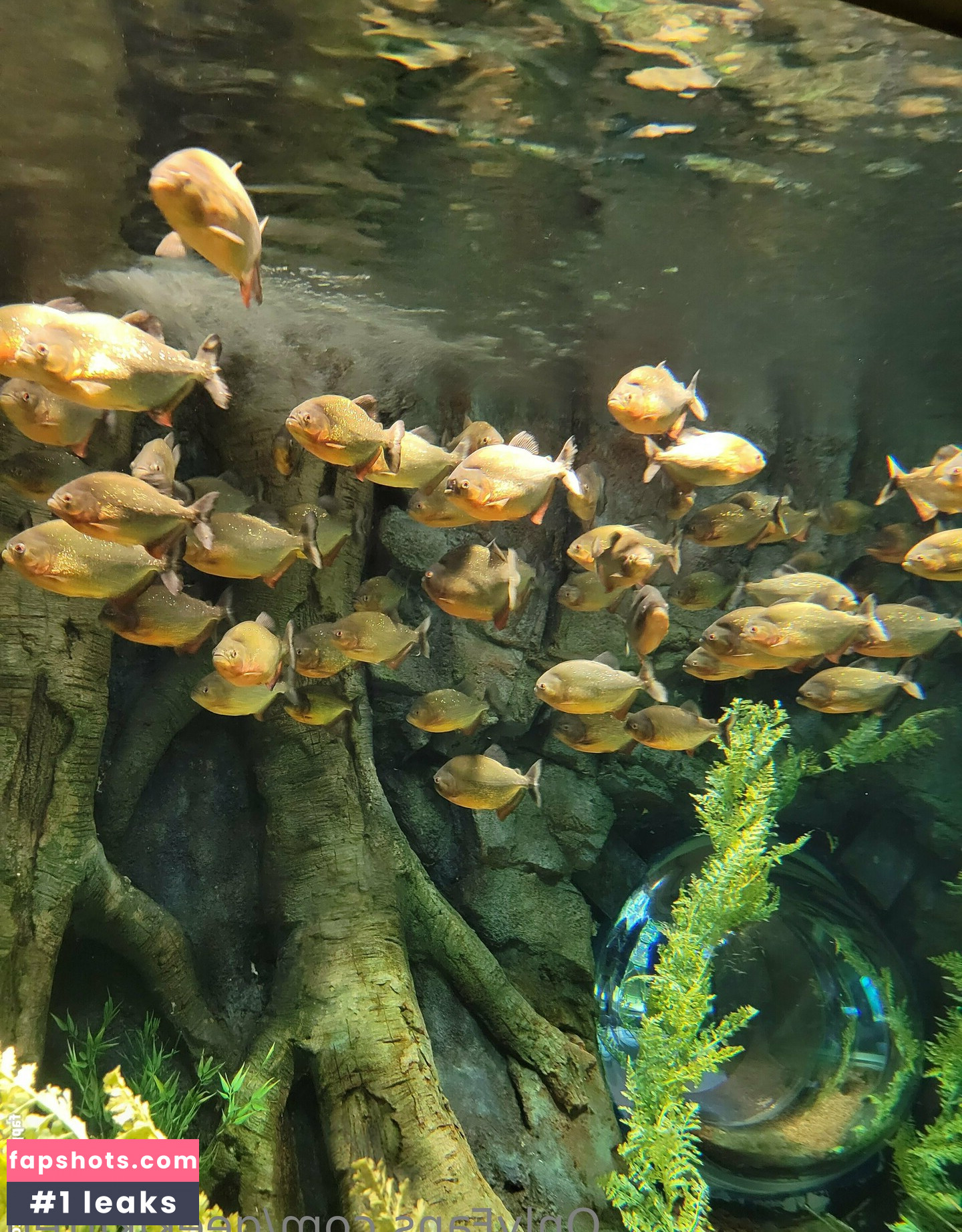 geekikitten Nahé úniky fotek pouze od fanoušků #49 - Fapshots