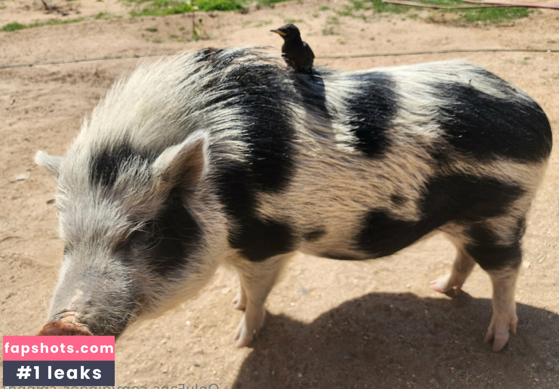 ginger_spinner gallery photo #49