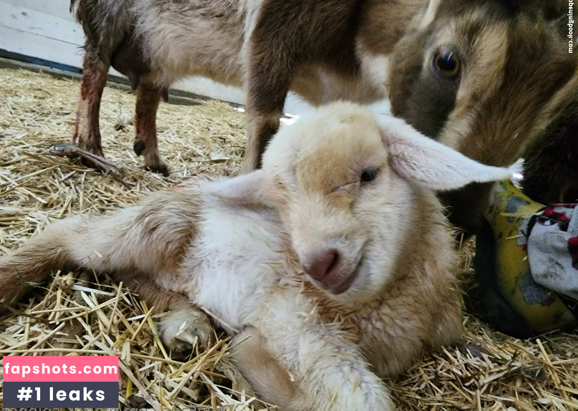 ginger_spinner gallery photo #56