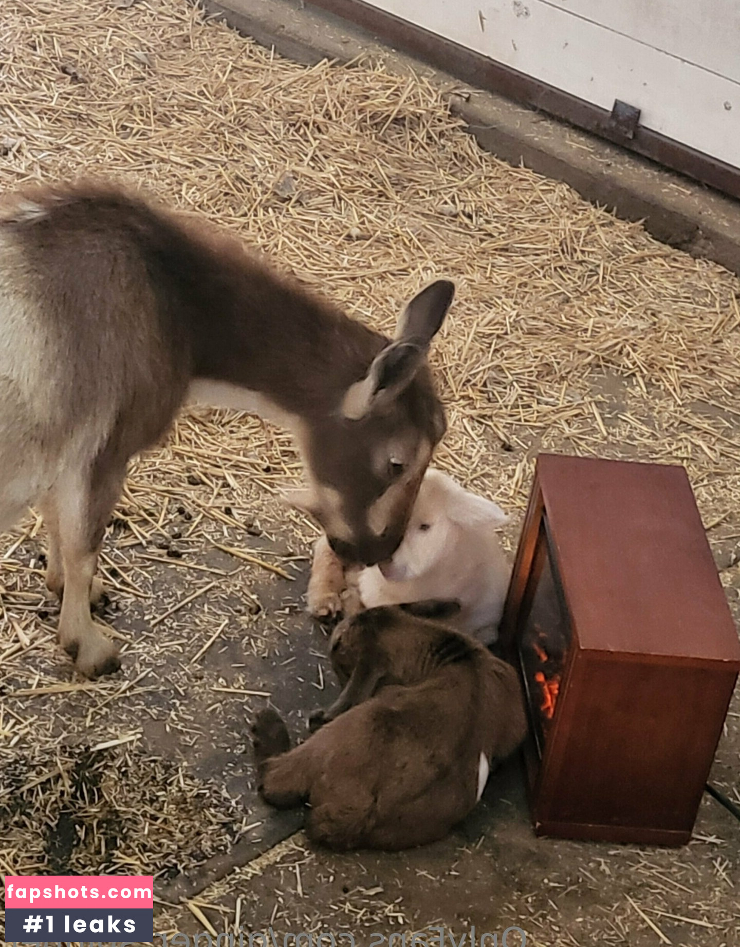 ginger_spinner gallery photo #68