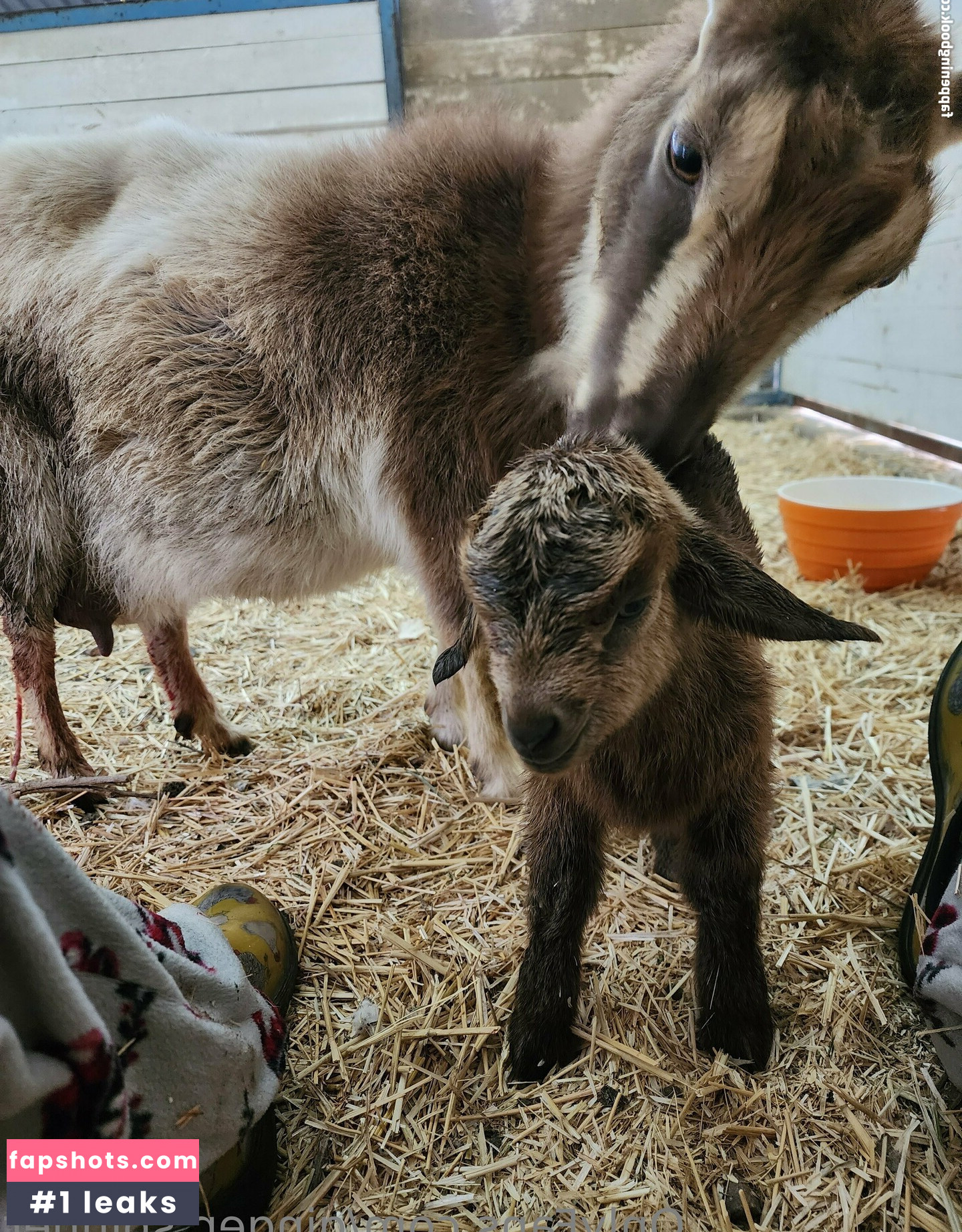 ginger_spinner gallery photo #69