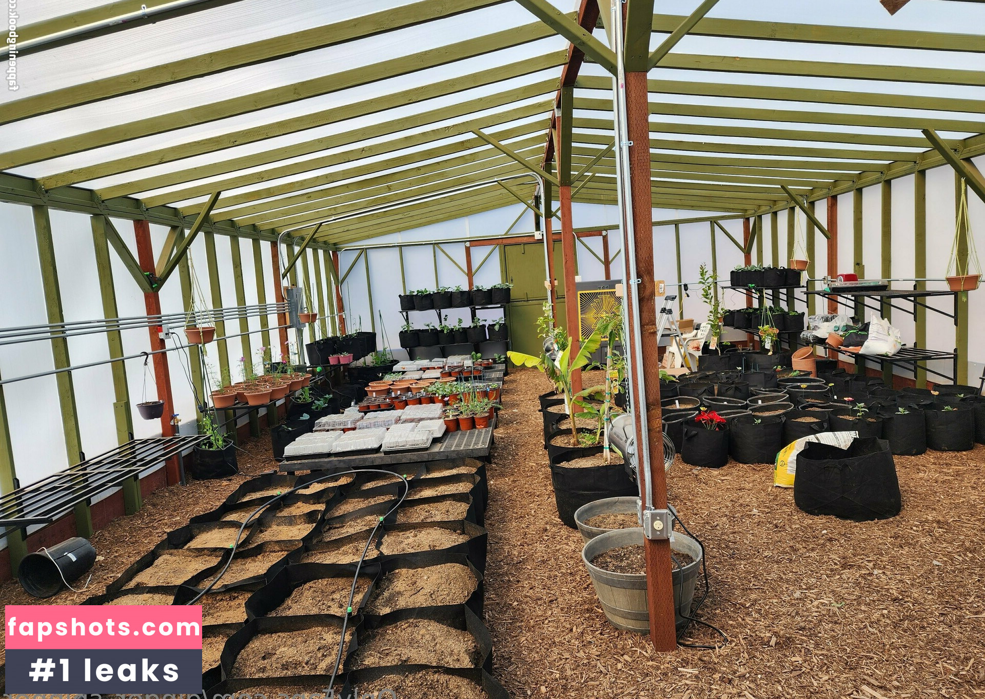 ginger_spinner gallery photo #70