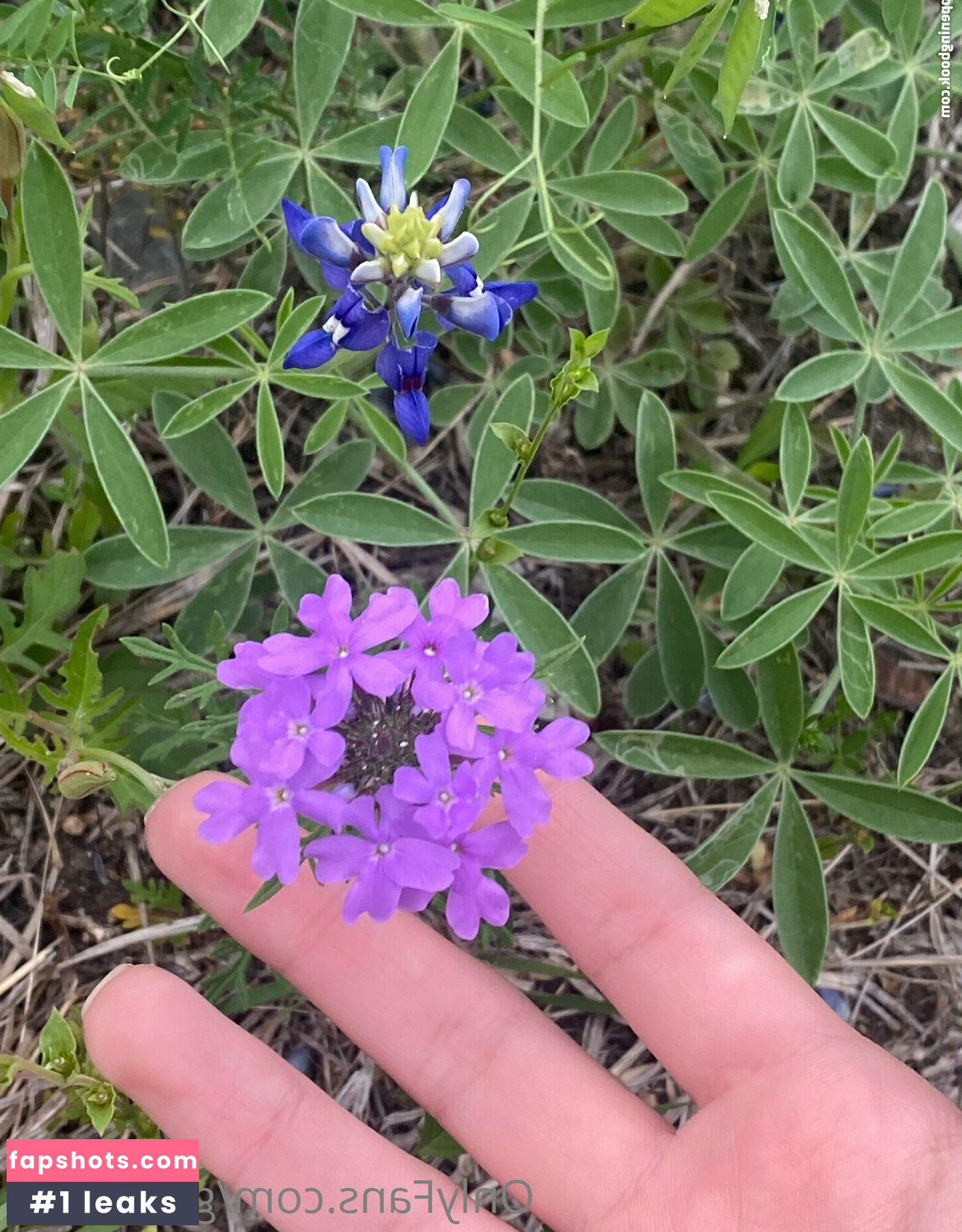 Goblincub gallery photo #25