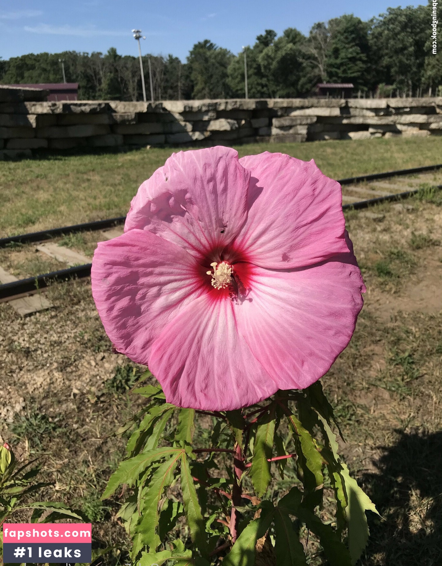 harperlane gallery photo #12