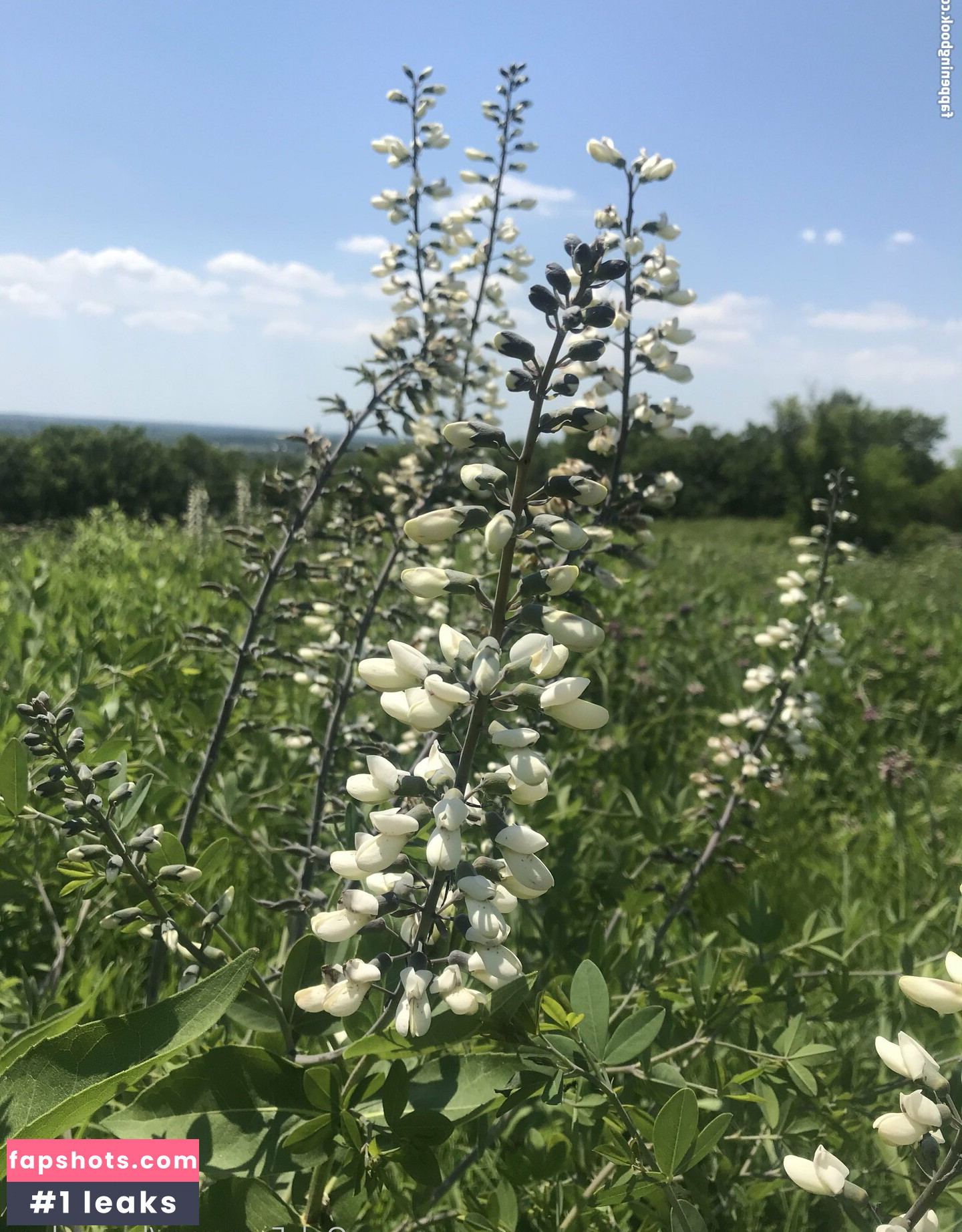 harperlane gallery photo #13