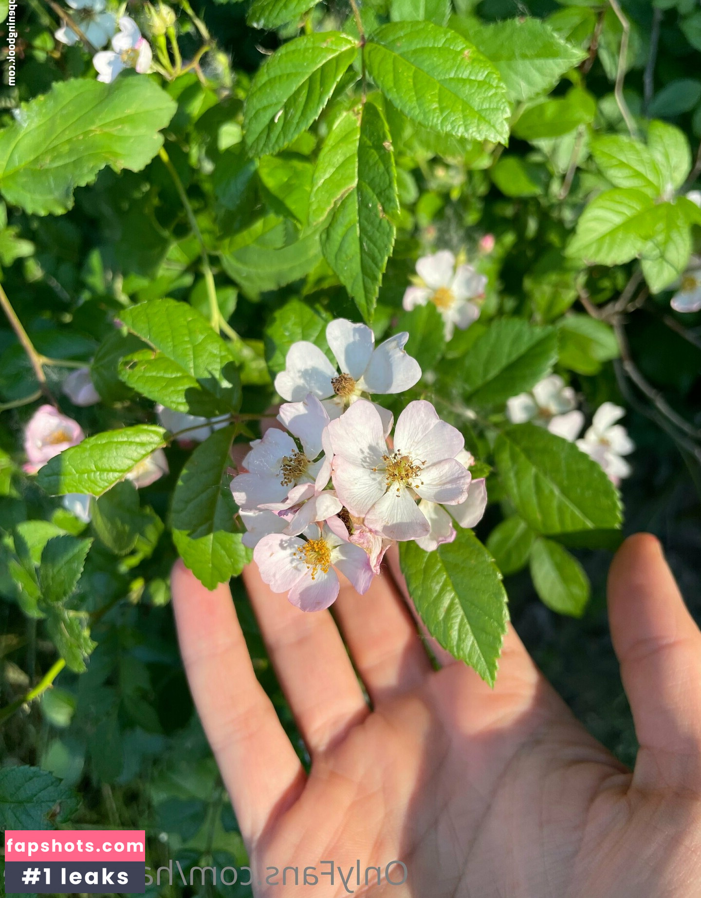 harperlane gallery photo #24