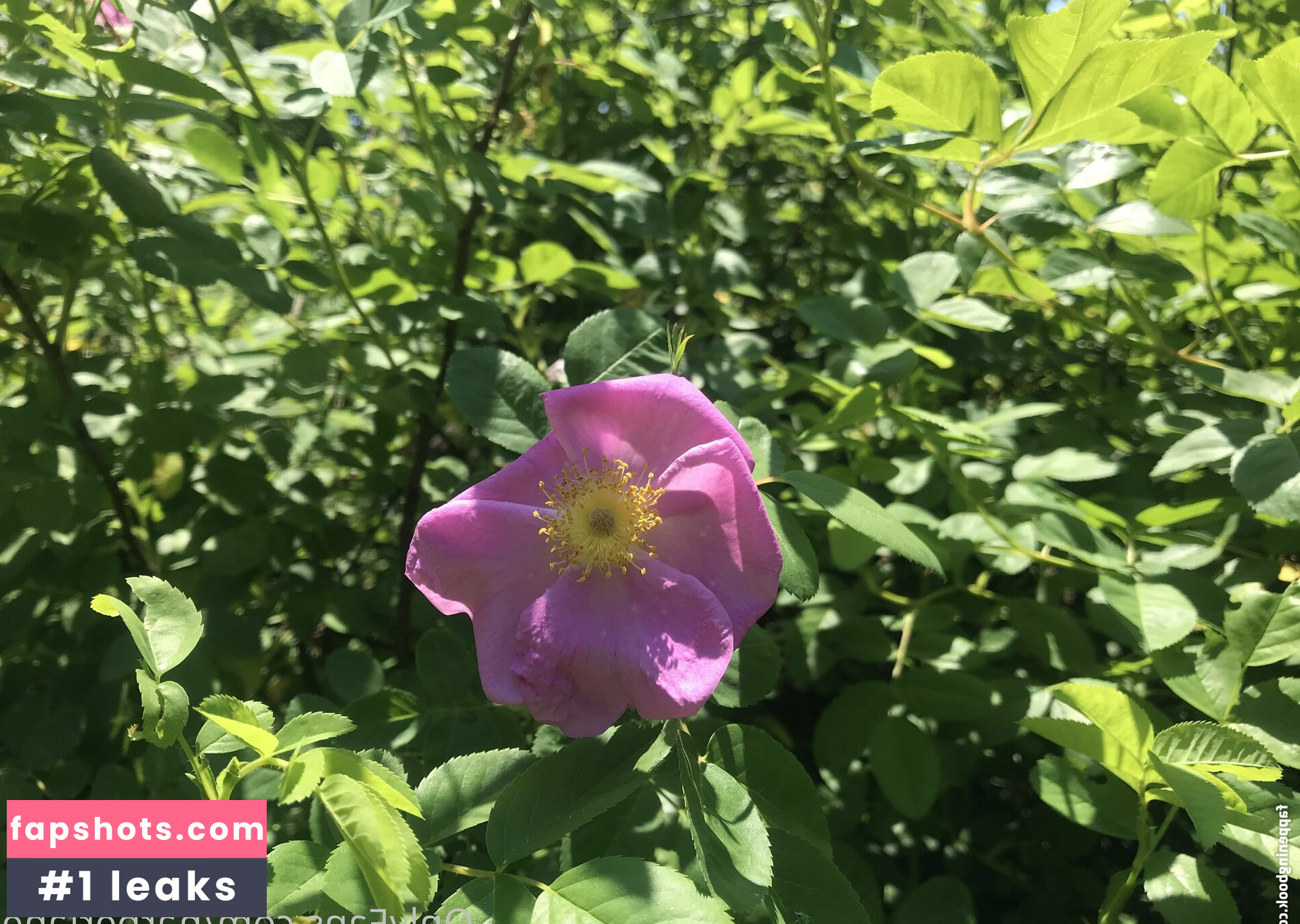 harperlane gallery photo #8