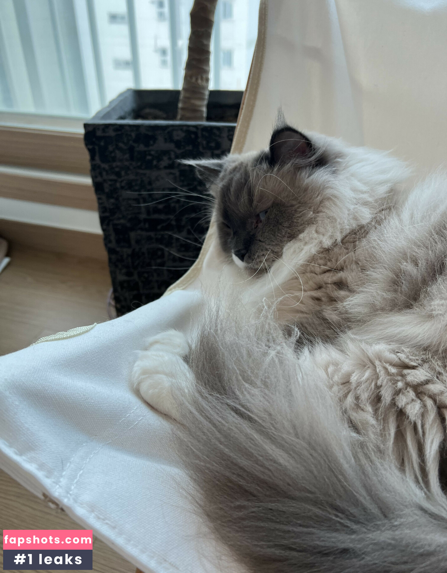 hinachan01 gallery photo #13