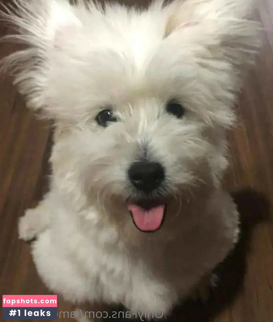 iamdorasnow gallery photo #25