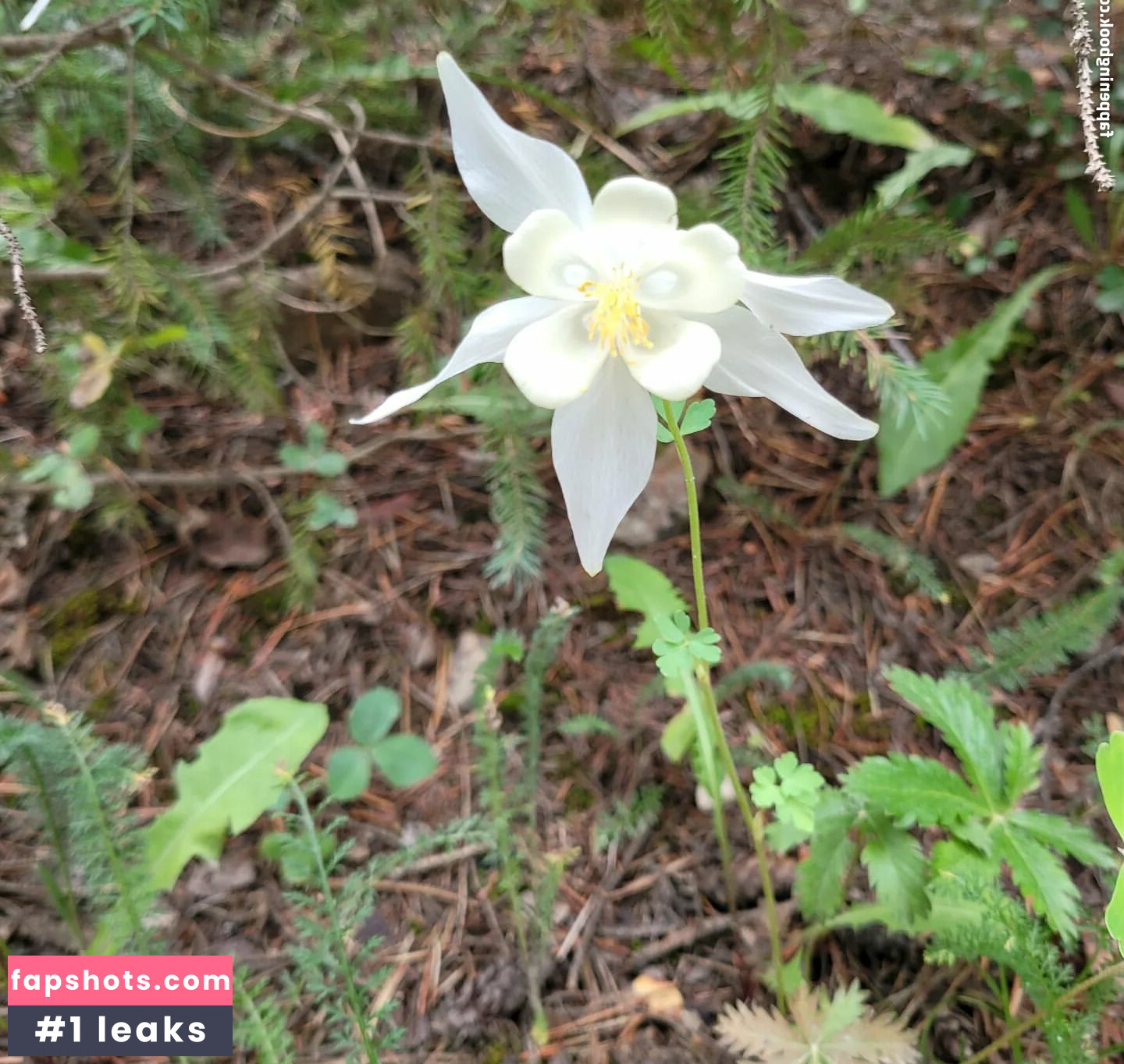 Ivory Ray gallery photo #65