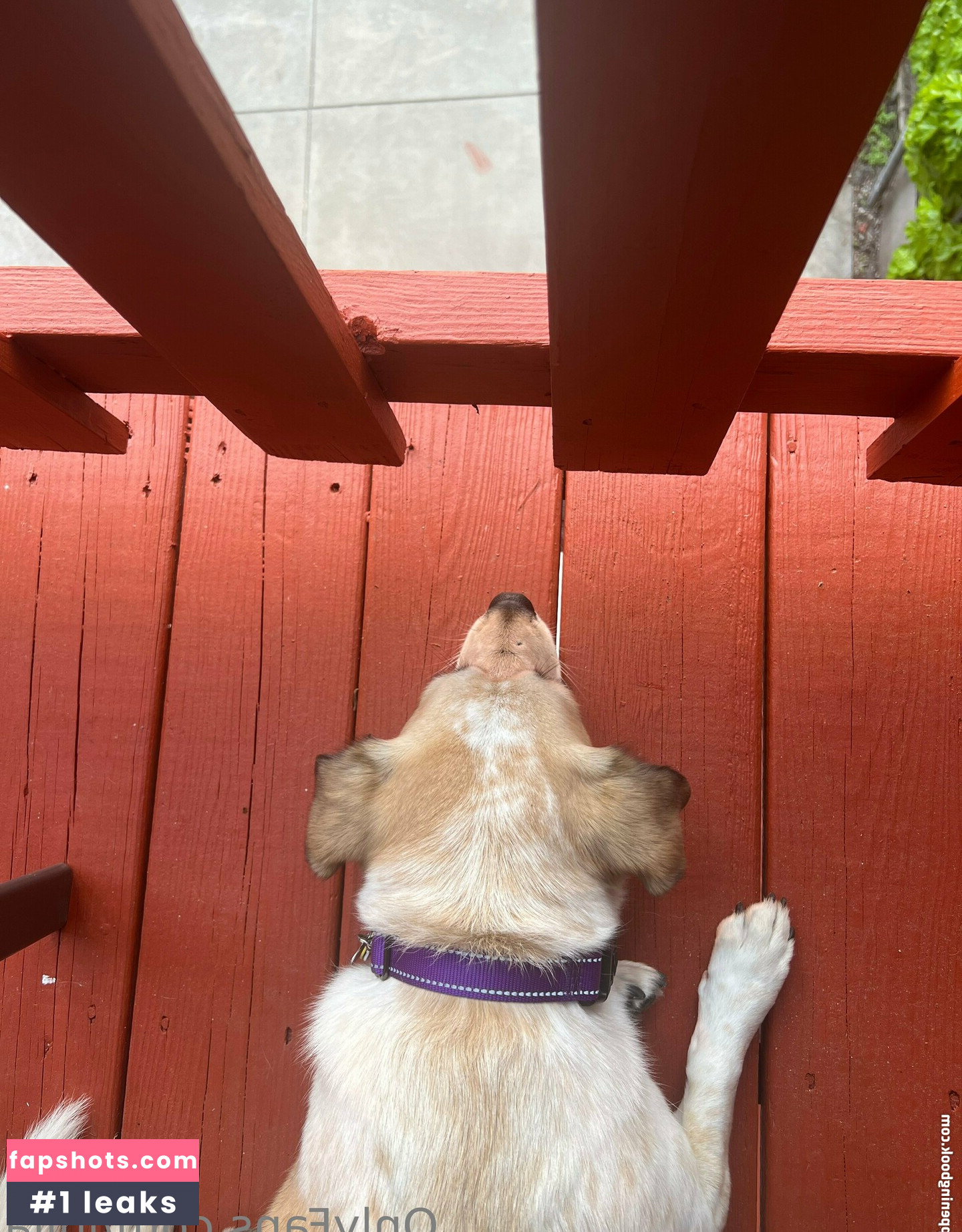 Julia gallery photo #34