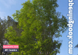 Kailani Kai gallery photo #6