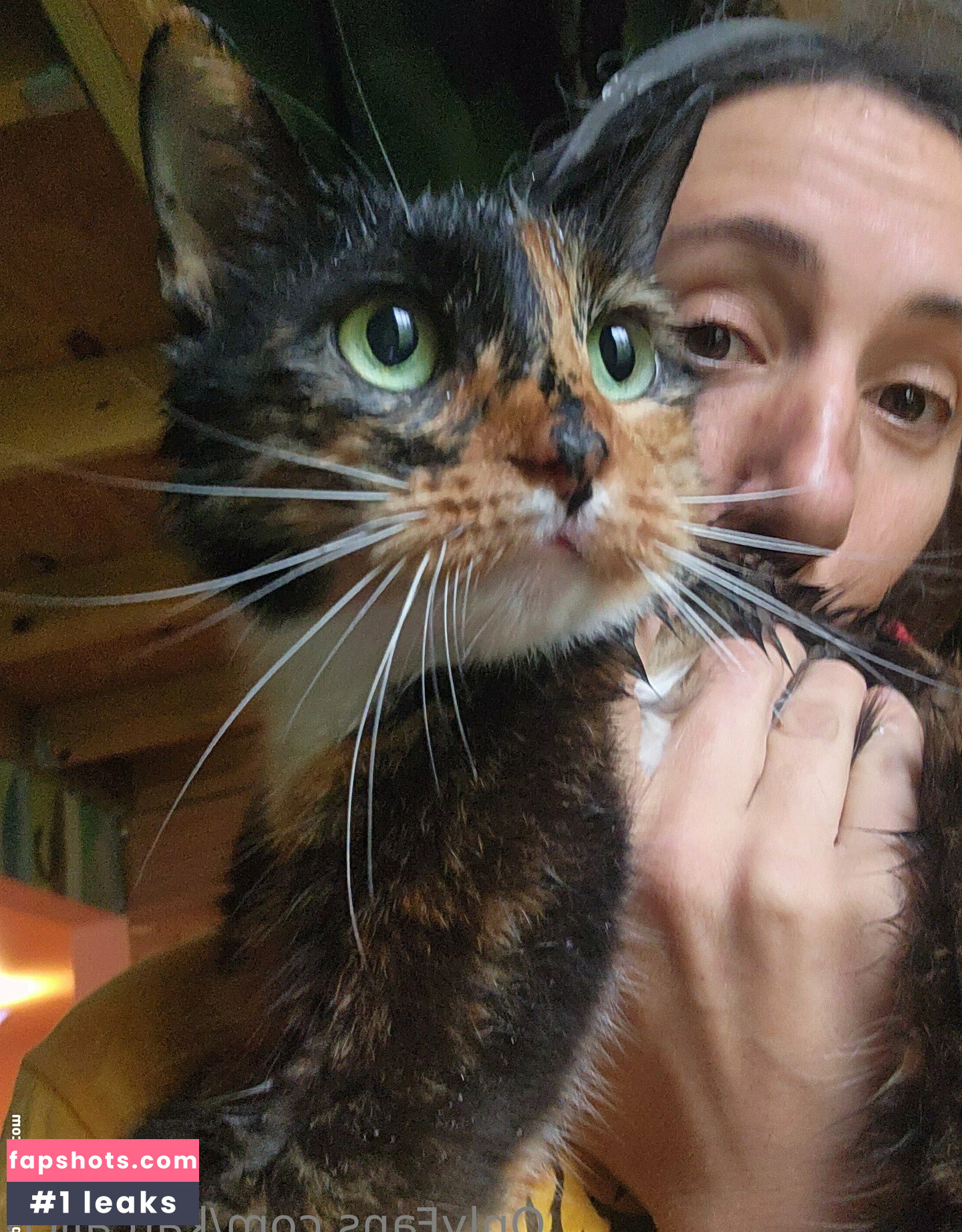 katcalico gallery photo #19