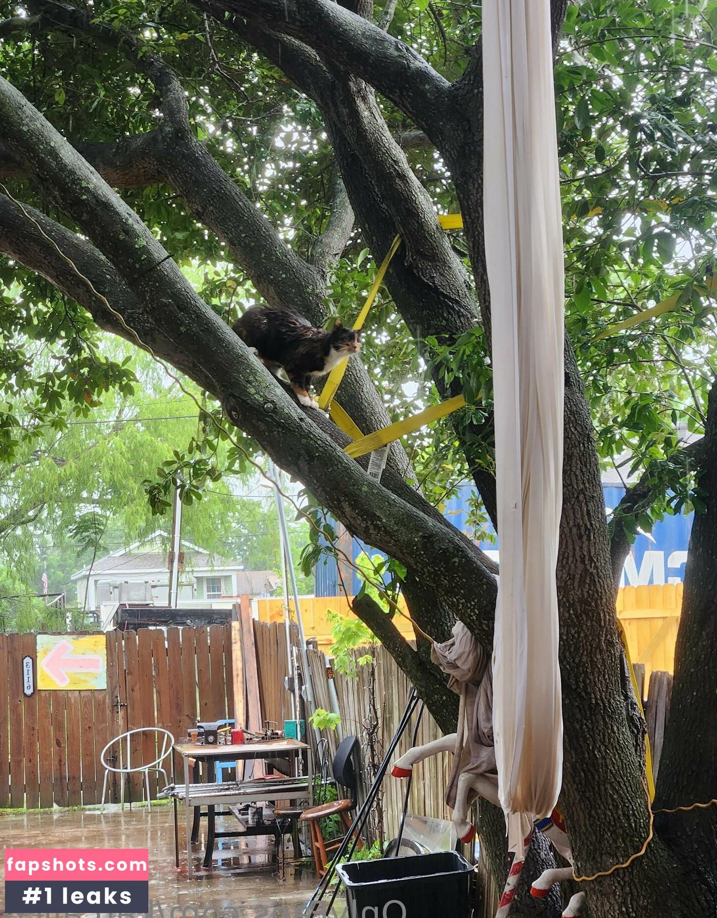 katcalico gallery photo #29