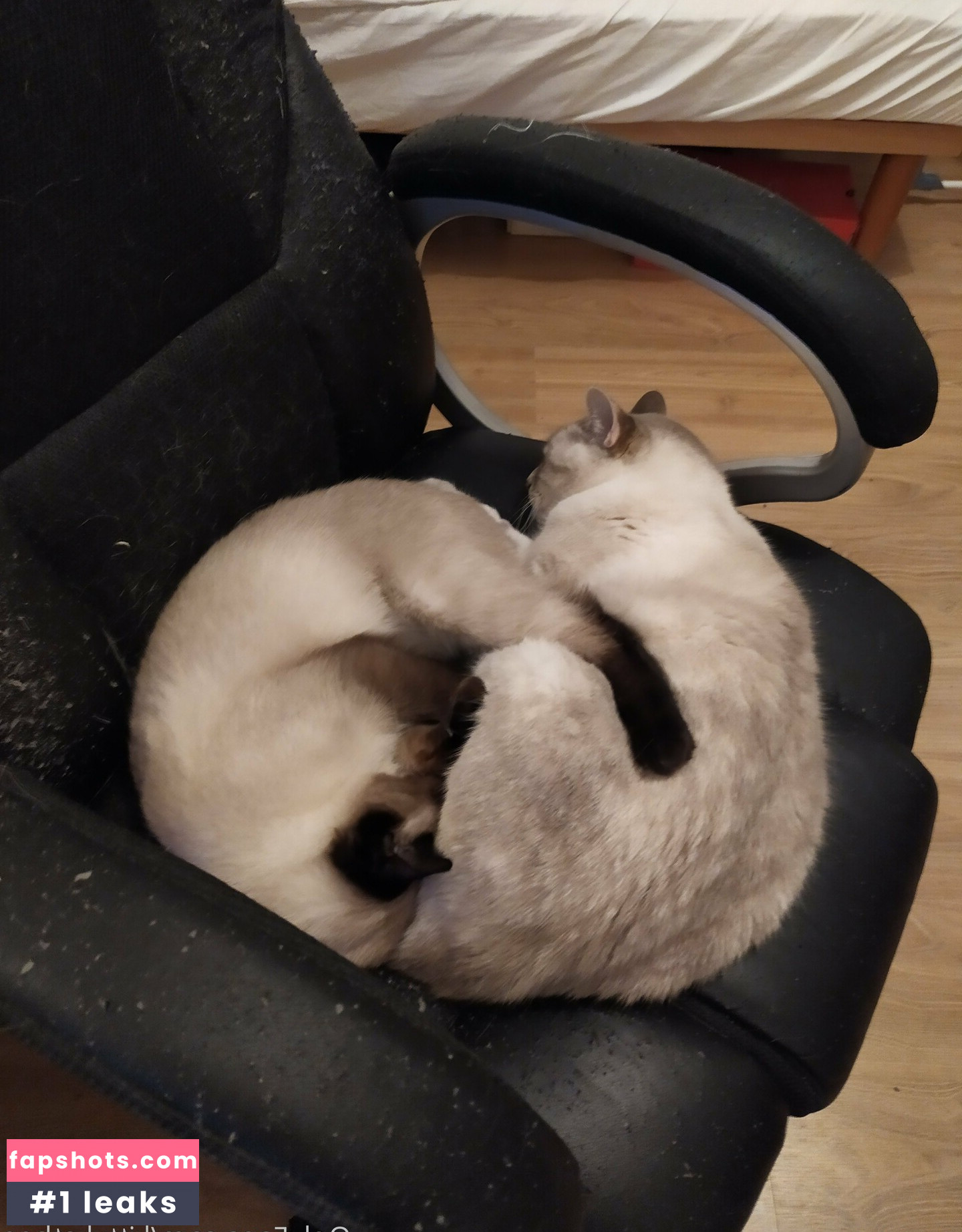 kittykathee gallery photo #2