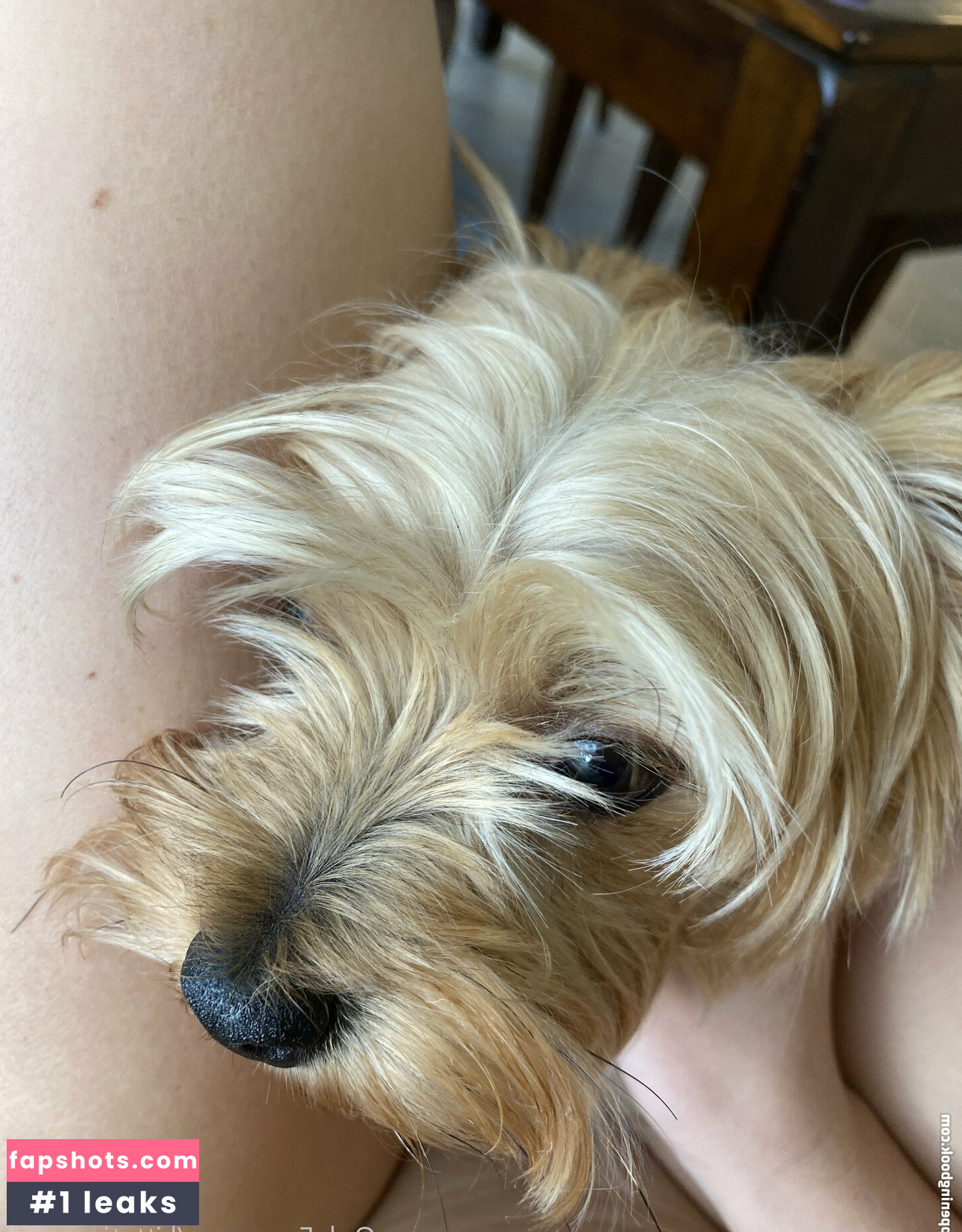 kittytinypaws gallery photo #5