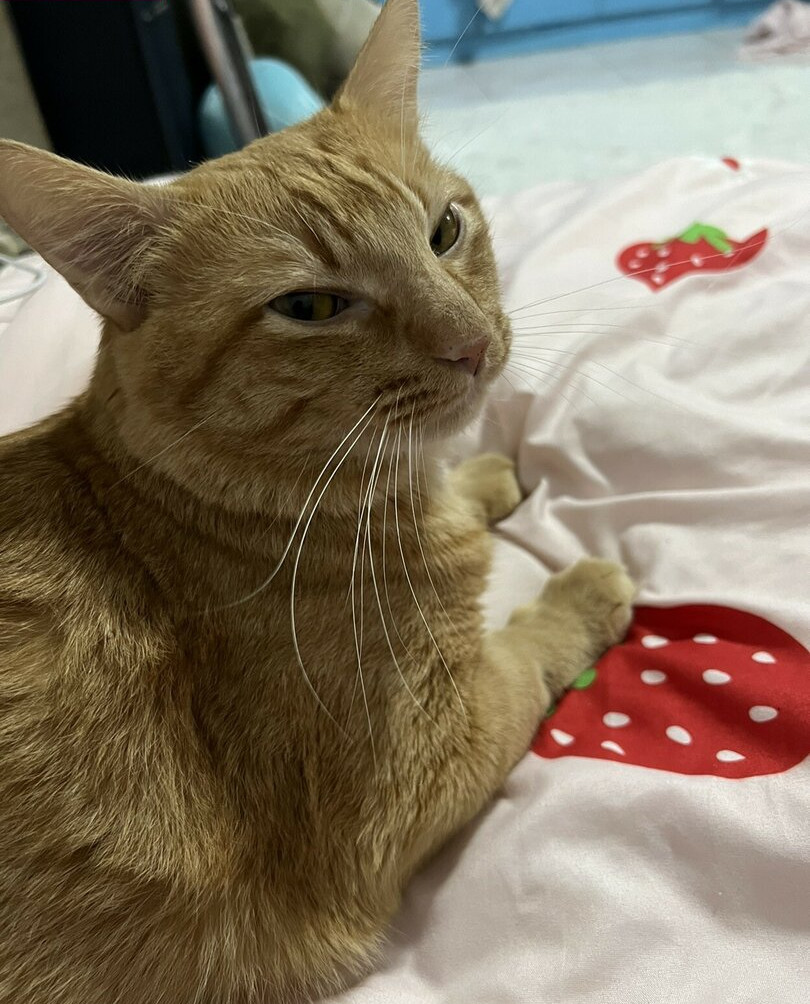 kitzcua Nacktheit OnlyFans Fotos #563 - Fapshots