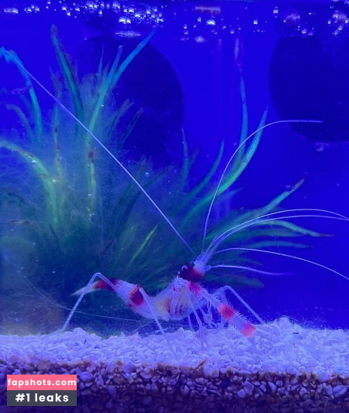 Kiwi Sunset gallery photo #1043