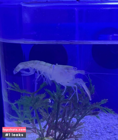 Kiwi Sunset gallery photo #1044