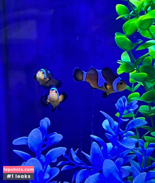 Kiwi Sunset gallery photo #1045