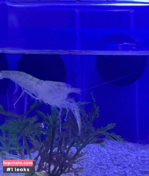 Kiwi Sunset gallery photo #1046