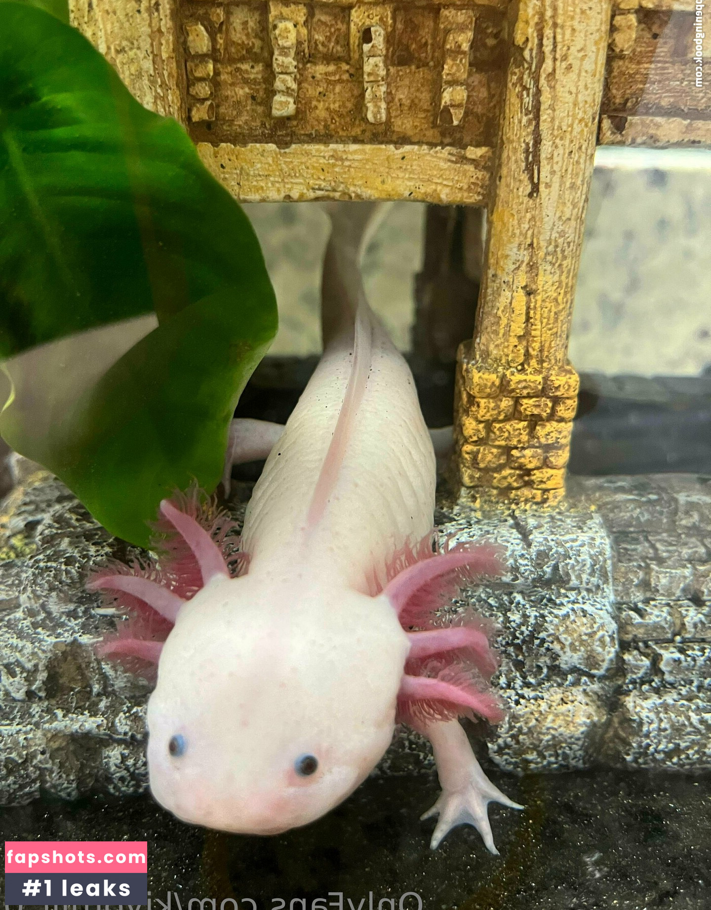 kiyomiii_0 gallery photo #61