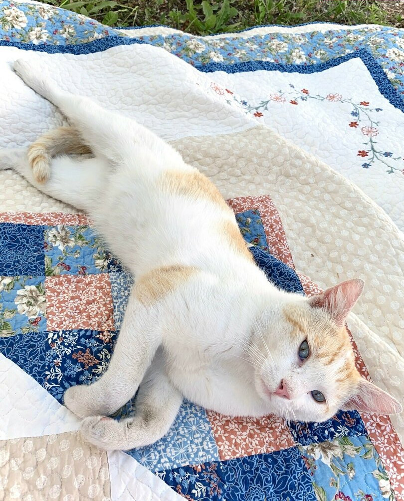 kobaebeefboo gallery photo #914