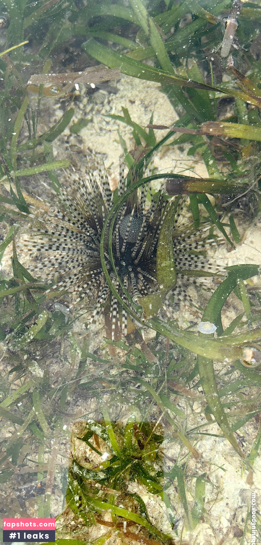 Lionrynn gallery photo #13