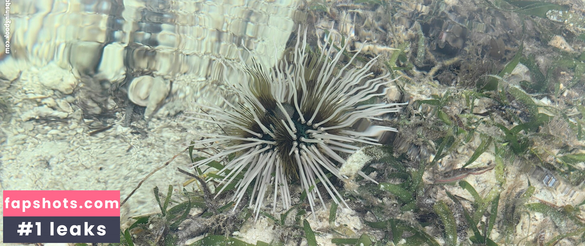 Lionrynn gallery photo #9