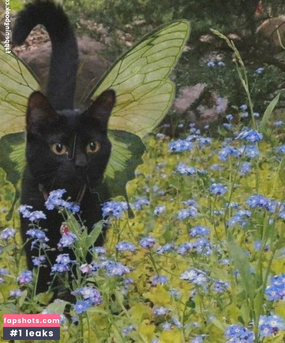 lolykoi gallery photo #11