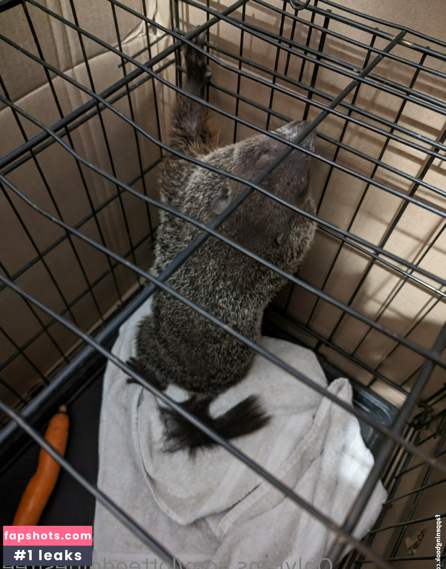 lotteodditiesfree Nude Leaks OnlyFans Photos #23 - LeakJerk