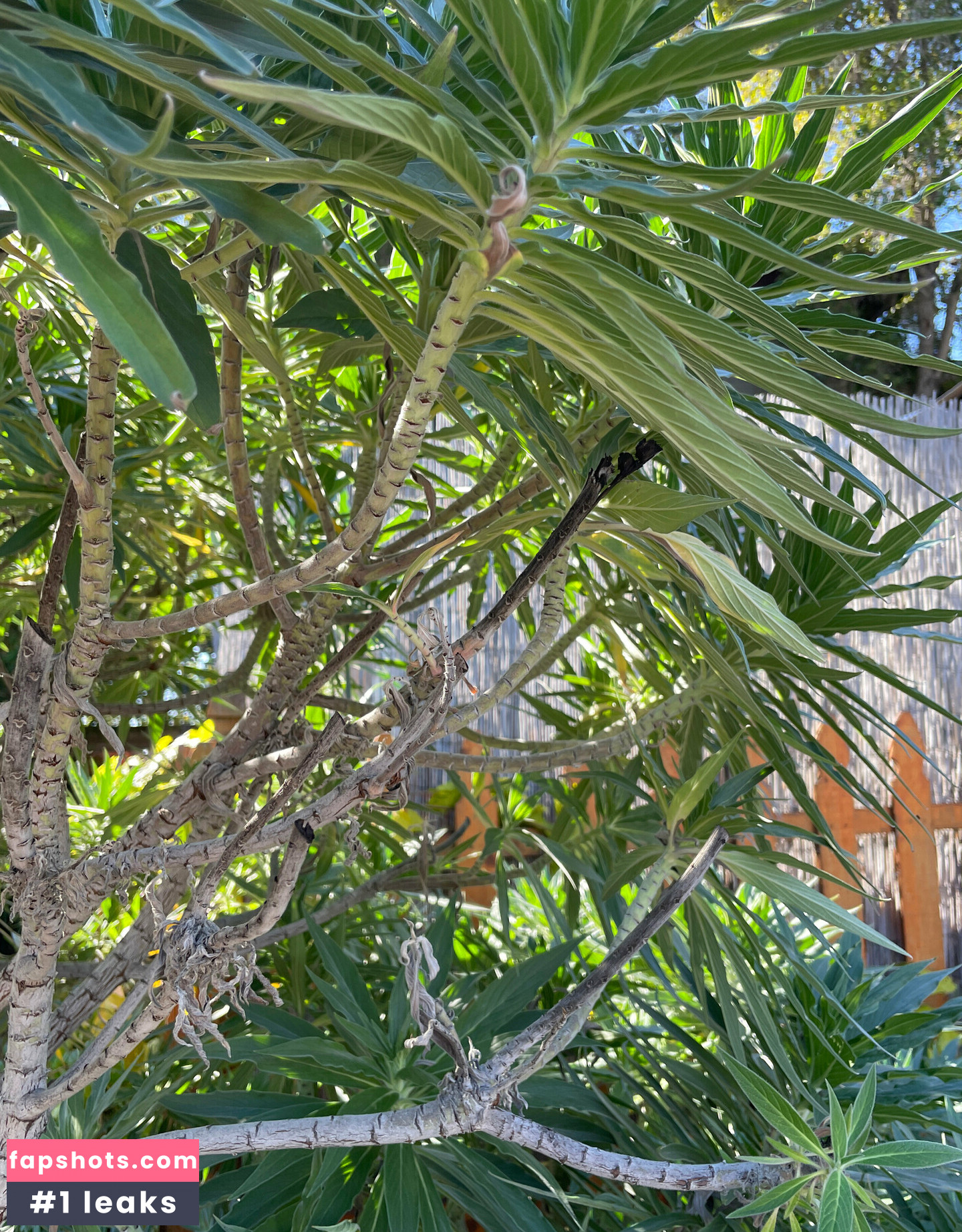 lucylarue gallery photo #6