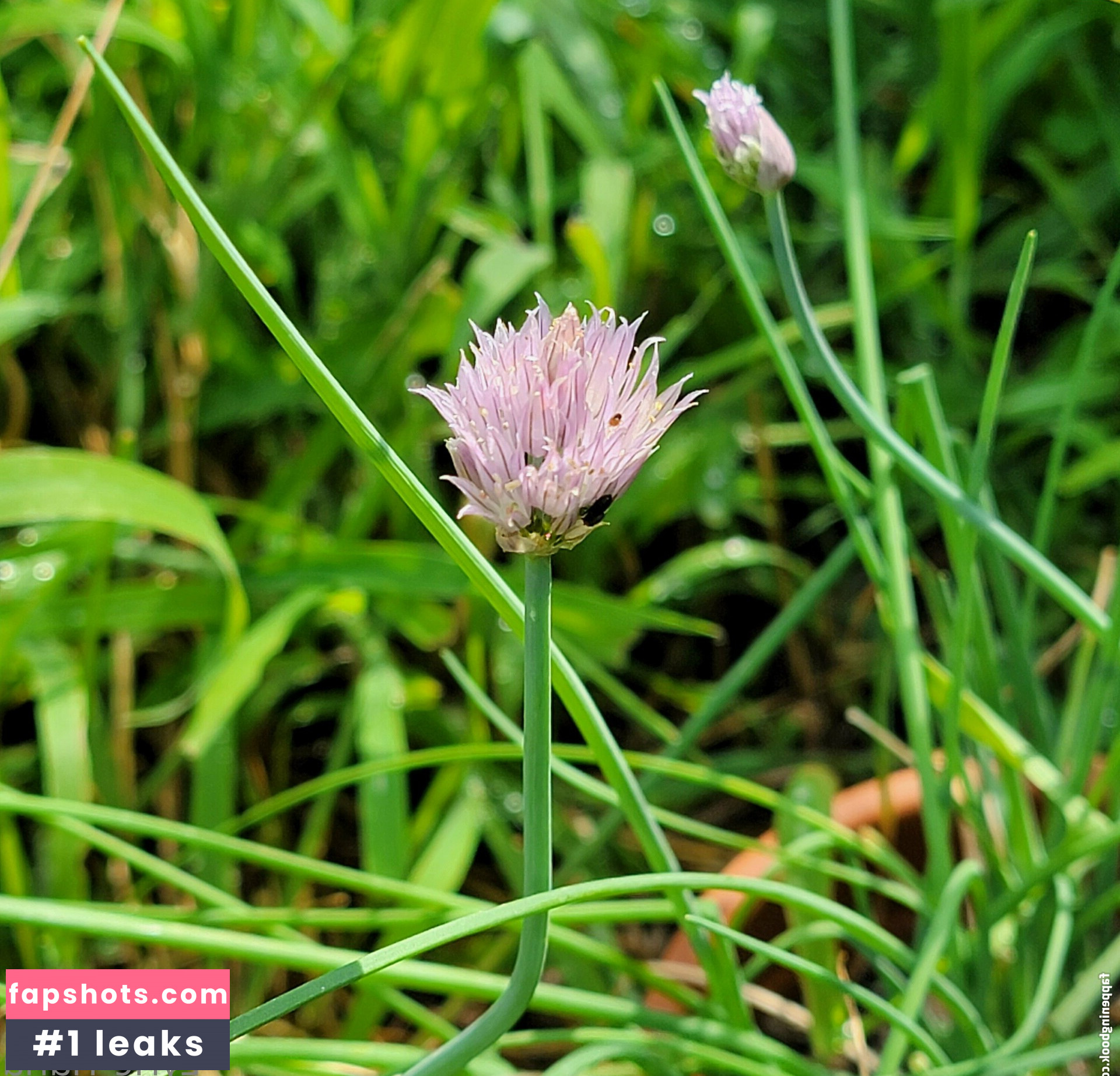 lyrictiana gallery photo #18