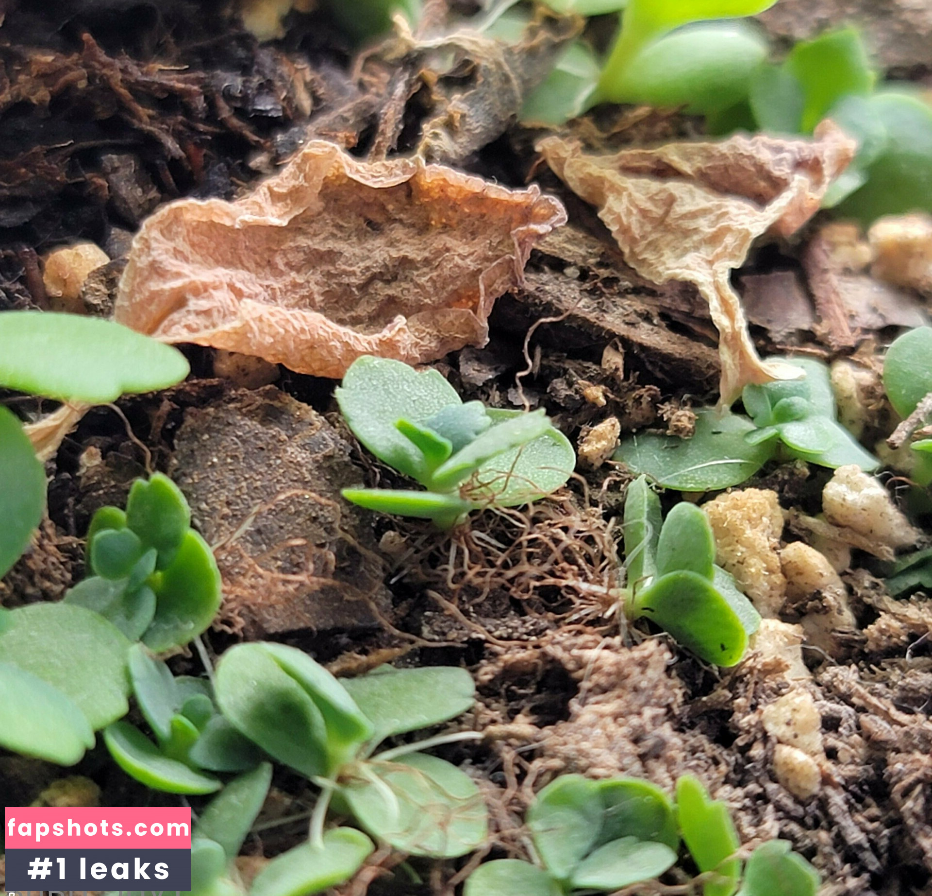 lyrictiana gallery photo #8