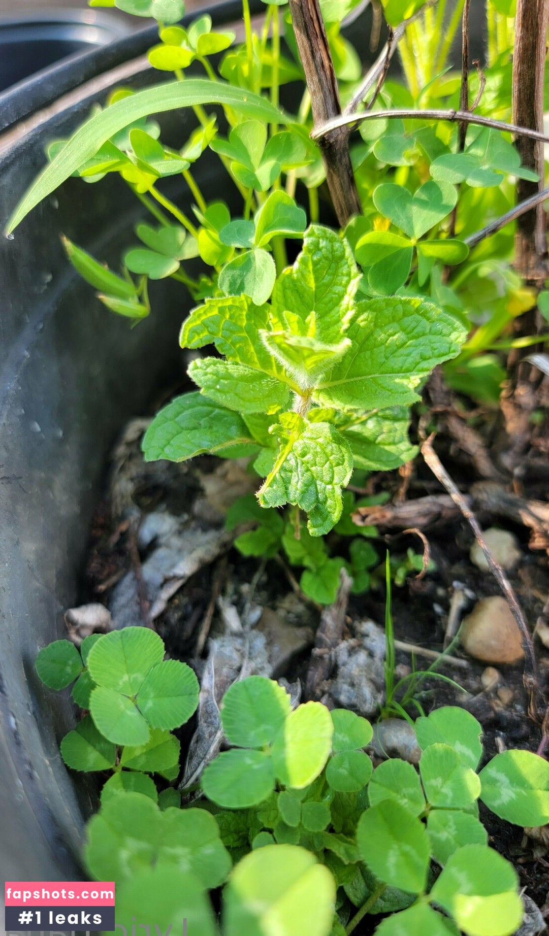 lyrictiana gallery photo #9