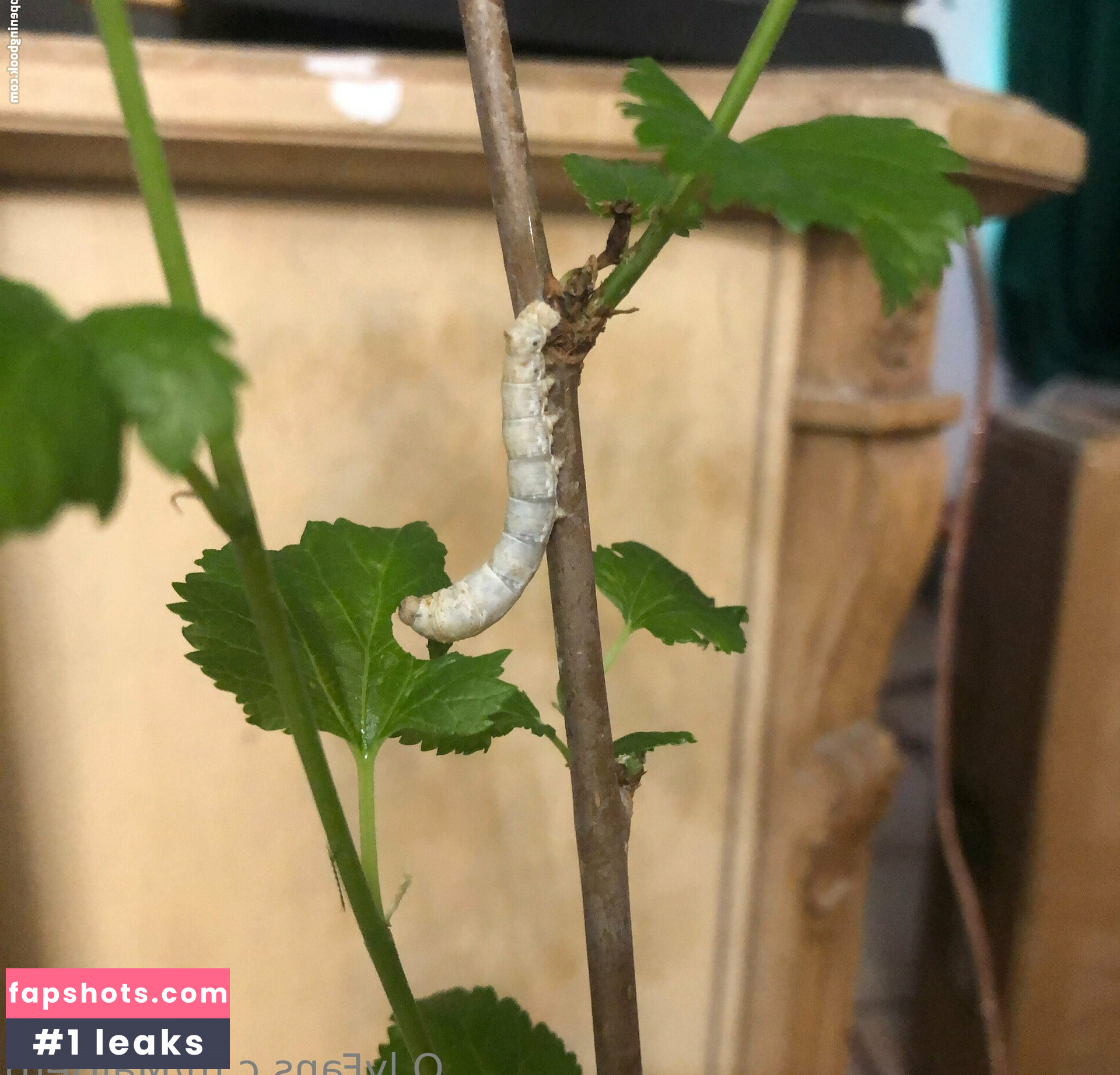 maihero Nahé úniky fotek pouze od fanoušků #64 - Fapshots