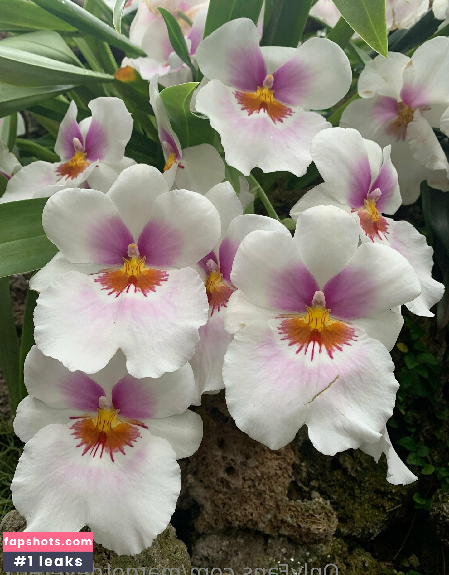 margotdeveraux gallery photo #23