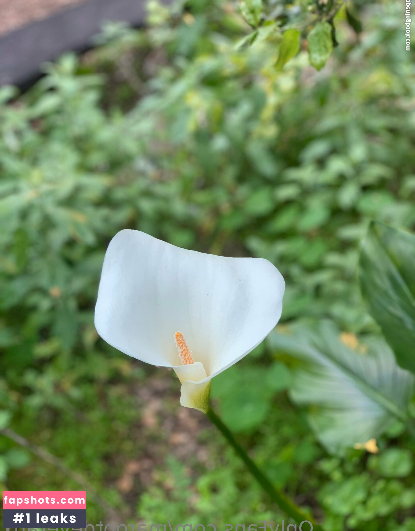 margotdeveraux gallery photo #26