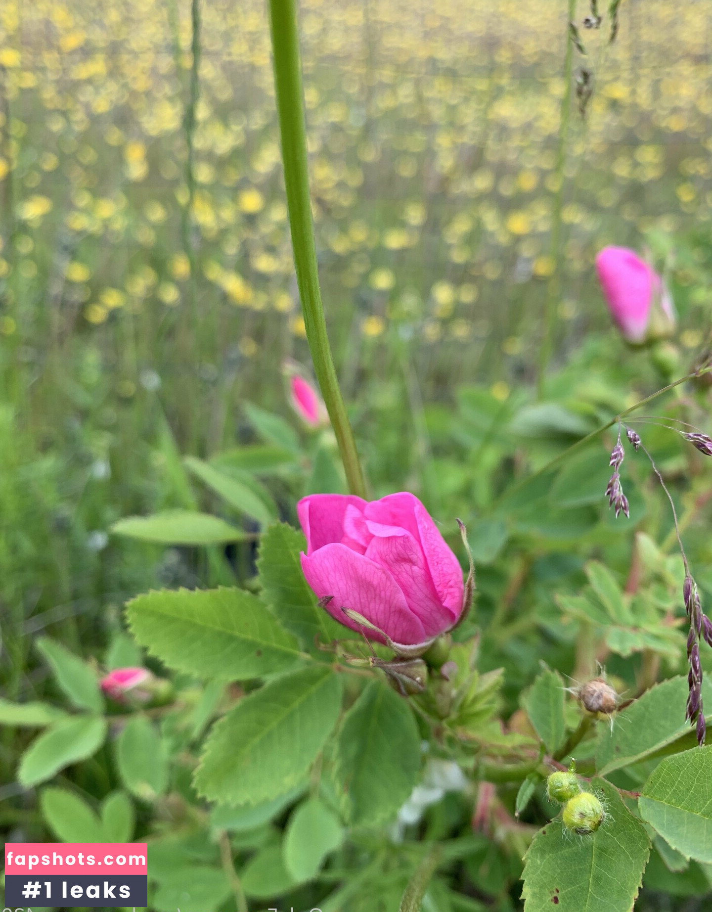 mark_magnus420 gallery photo #4