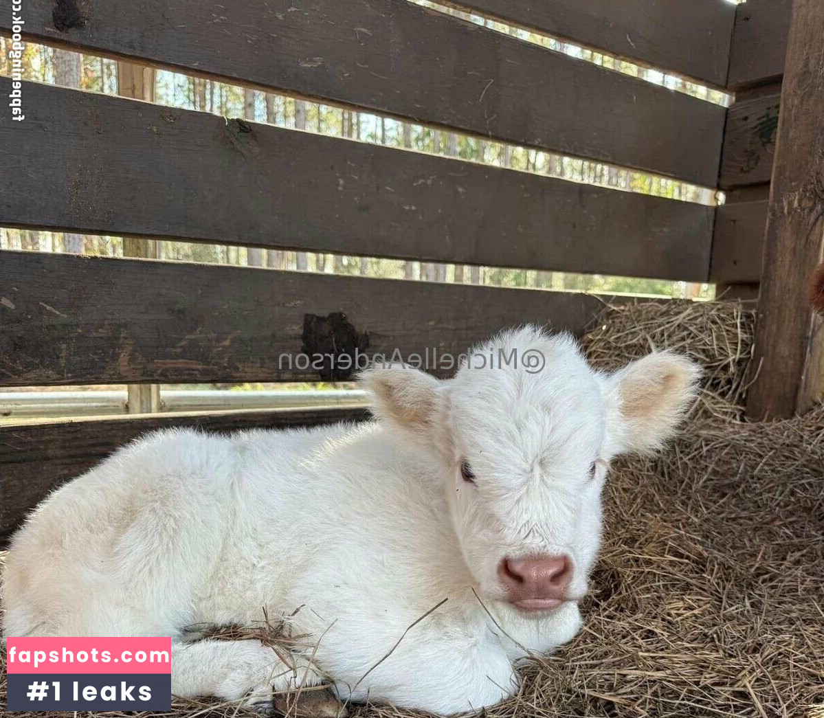 michelleanderson gallery photo #24