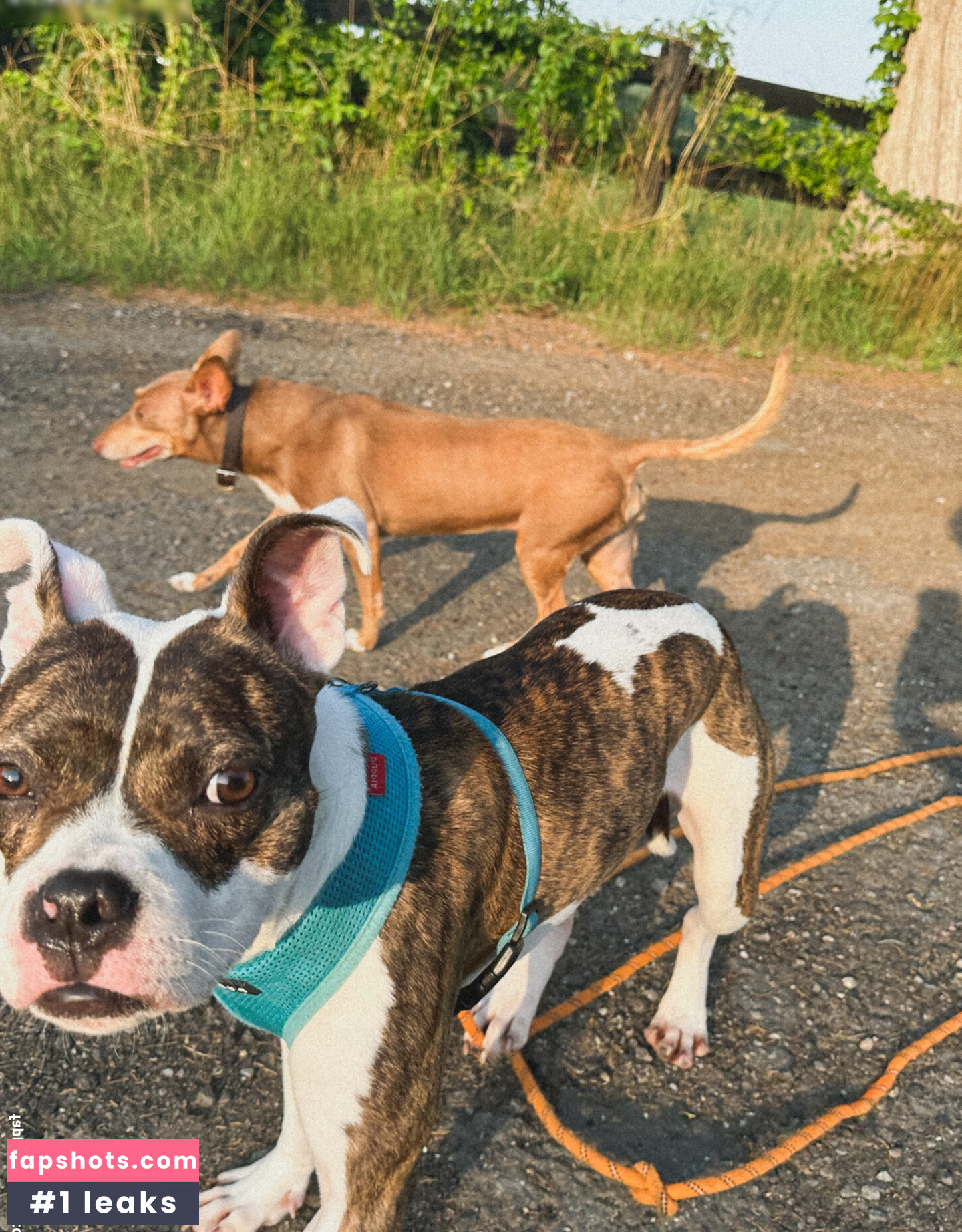 mickey gallery photo #2