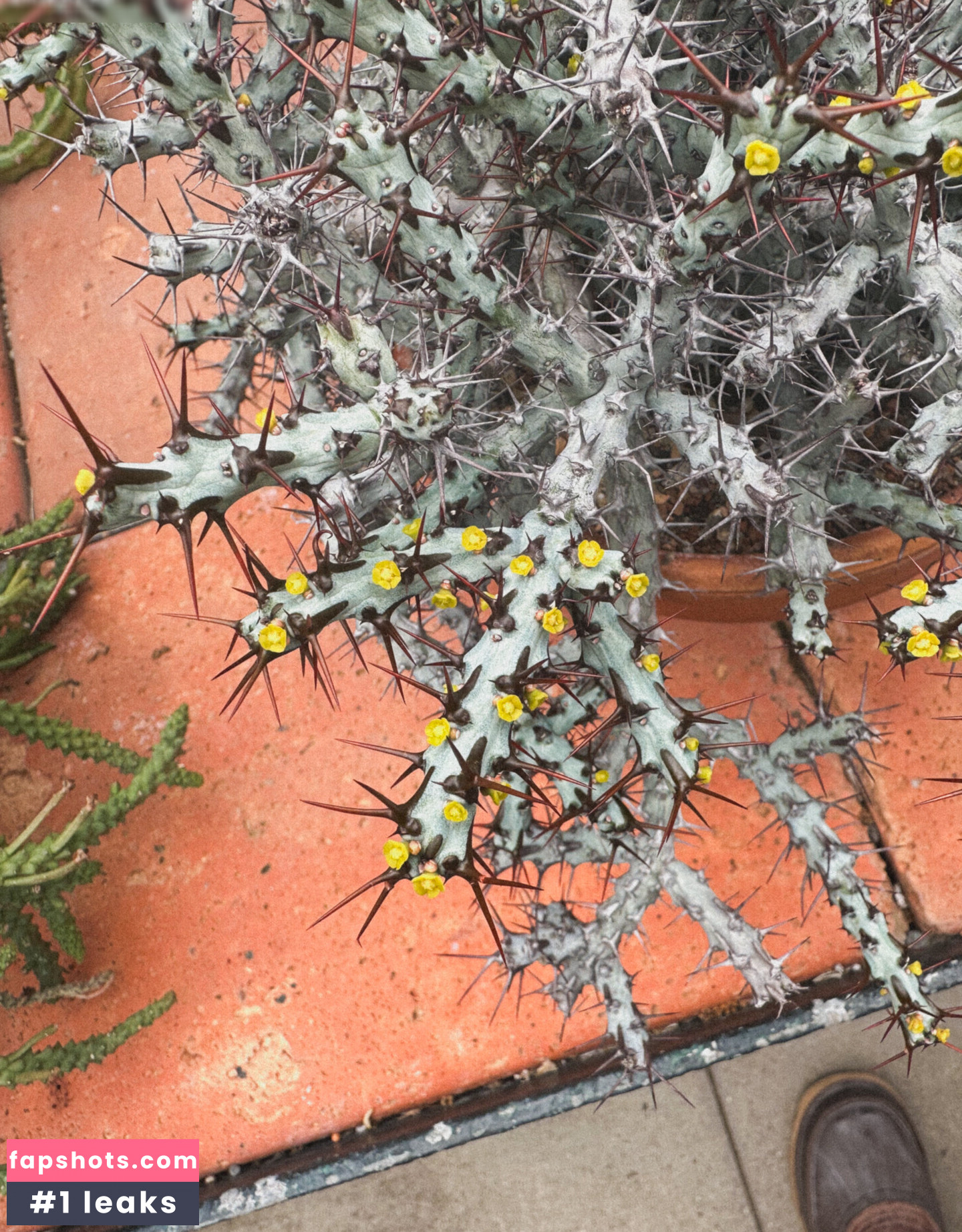 mickey gallery photo #9