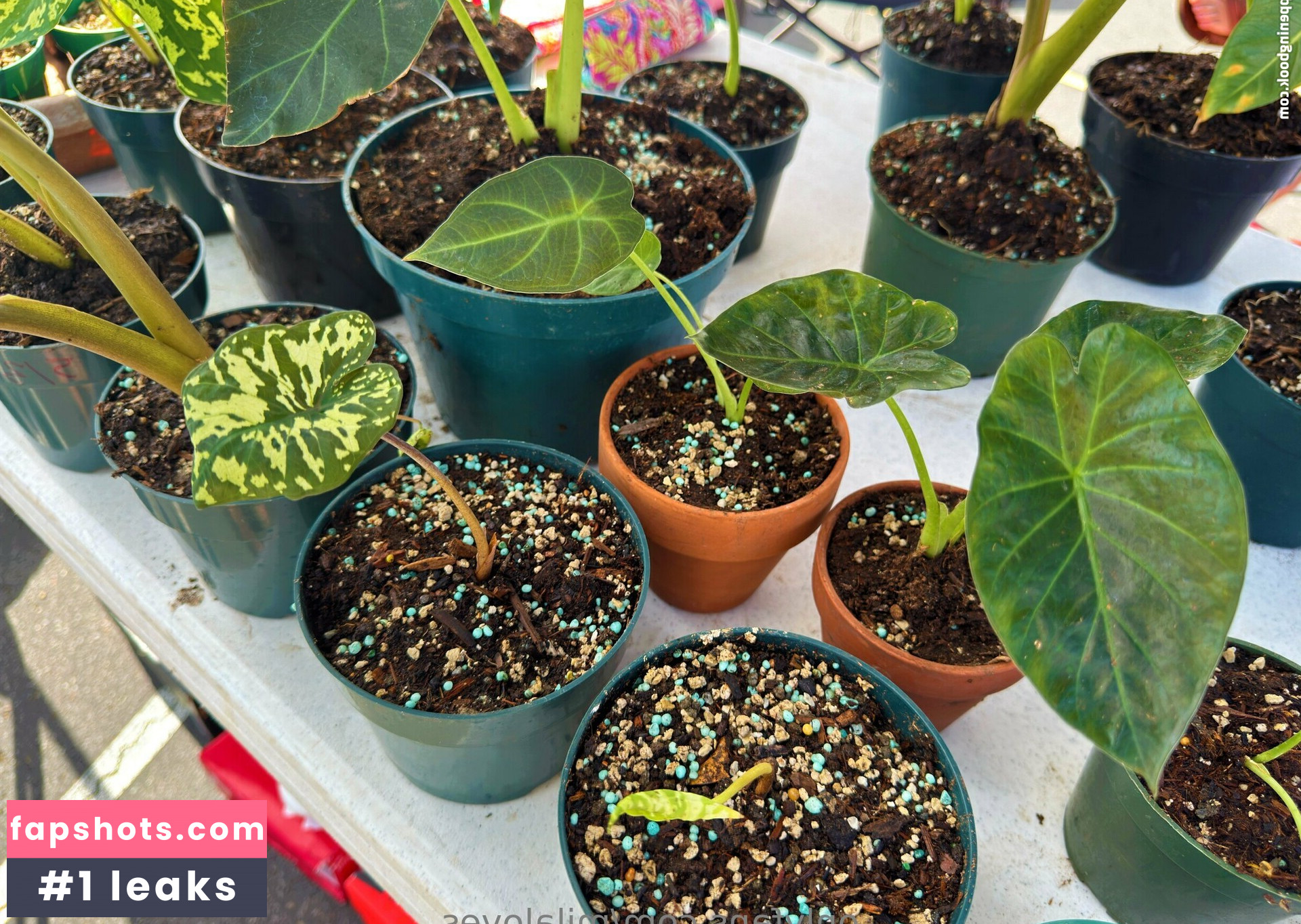 milaloves gallery photo #18